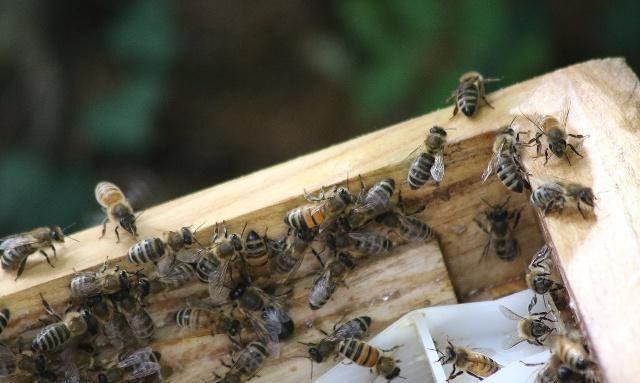 锅里有蜜蜂安家是什么情况？养蜂师傅这样解释