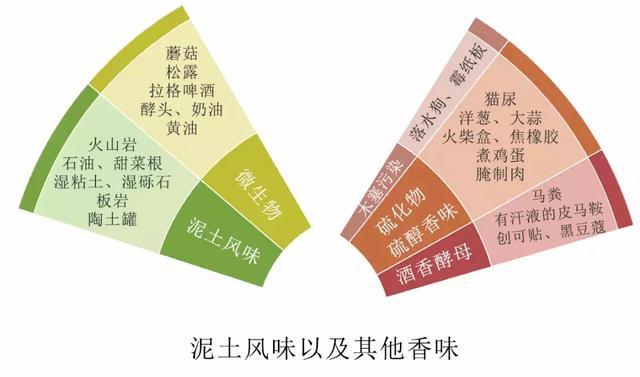 脚踩风味风火轮，直入葡萄酒品酒大门