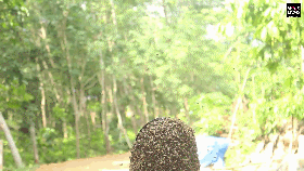 蜜蜂“挂脸”，印度女子不一般