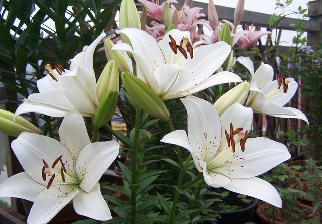 6种适合在家庭养护的花卉，你知道吗？