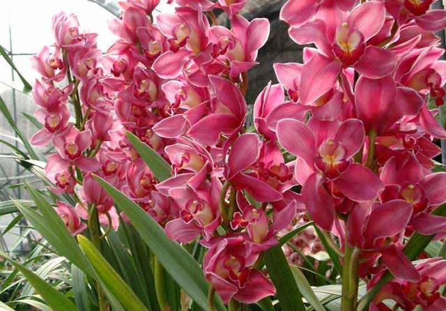 6种适合在家庭养护的花卉，你知道吗？