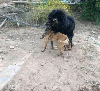土狗胆大去挑衅藏獒，不料被藏獒修理了一顿，吓得夹起尾巴就逃