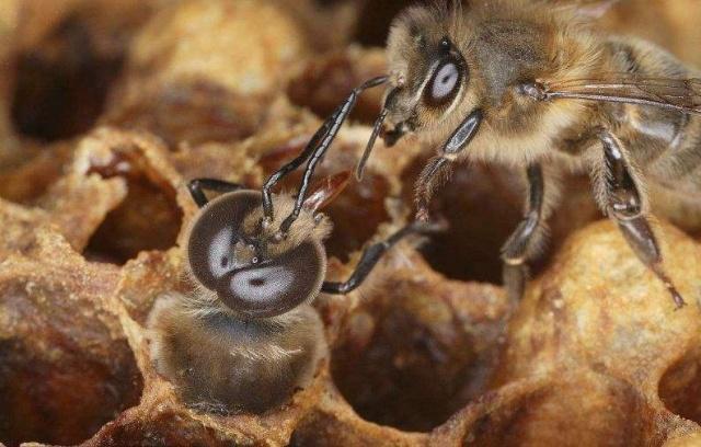 科学家发现:蜜蜂可以做简单的加减法