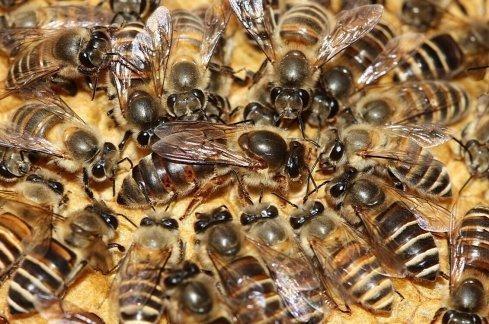 科学家发现:蜜蜂可以做简单的加减法