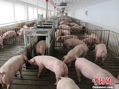 农业农村部：贵州省黔南州三都县发生非洲猪瘟疫情