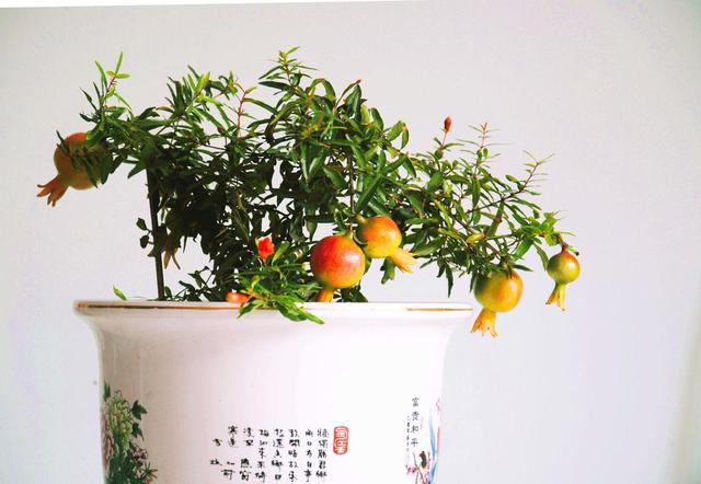 石榴盆景只开花不结果，教你一招挂果多，真喜庆