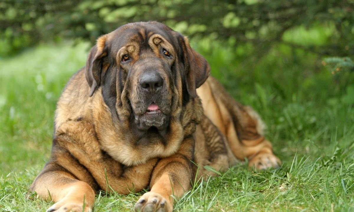 猛犬界中的4大魔王，犹如嗜血野兽，其中被欧洲人称为屠狼机器