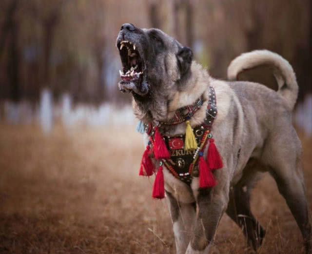猛犬界中的4大魔王，犹如嗜血野兽，其中被欧洲人称为屠狼机器