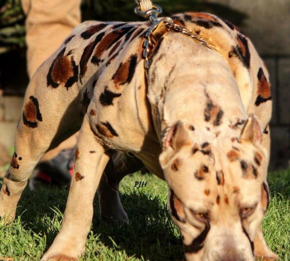 猛犬界中的4大魔王，犹如嗜血野兽，其中被欧洲人称为屠狼机器