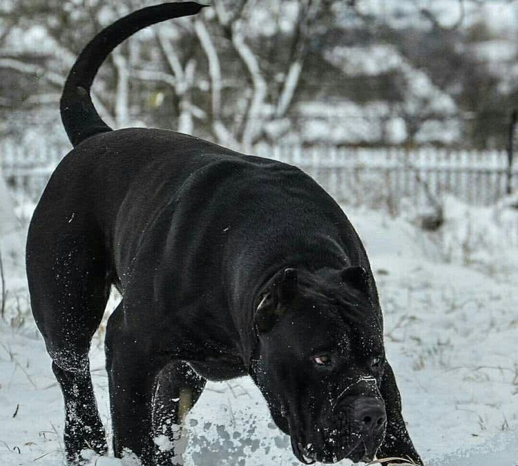 猛犬界中的4大魔王，犹如嗜血野兽，其中被欧洲人称为屠狼机器