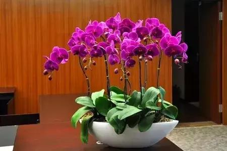 这花一开就是大半年，花朵大又漂亮，还很好养护，喜欢就养一盆吧