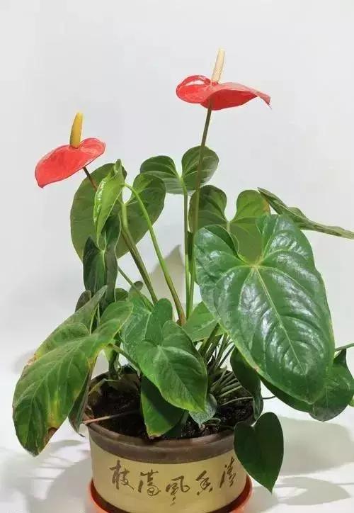 这花一开就是大半年，花朵大又漂亮，还很好养护，喜欢就养一盆吧