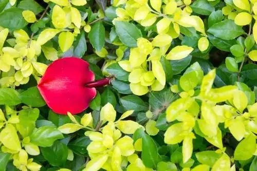 这花一开就是大半年，花朵大又漂亮，还很好养护，喜欢就养一盆吧