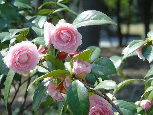 这花一开就是大半年，花朵大又漂亮，还很好养护，喜欢就养一盆吧