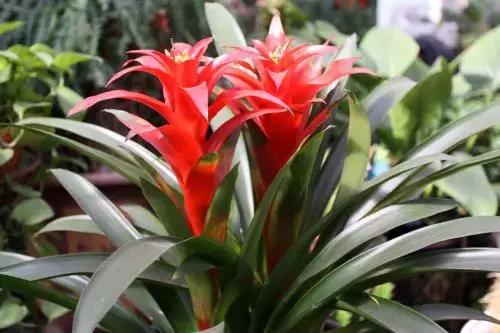 这花一开就是大半年，花朵大又漂亮，还很好养护，喜欢就养一盆吧