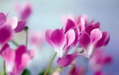 这花一开就是大半年，花朵大又漂亮，还很好养护，喜欢就养一盆吧