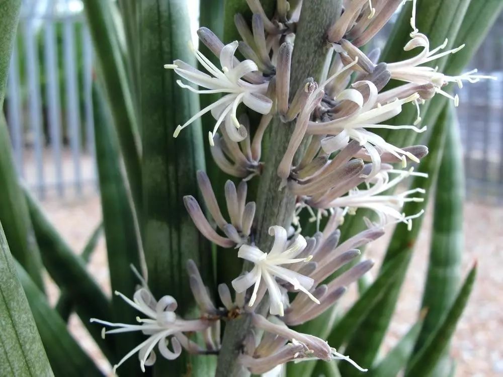 没想到作为观叶植物养护的虎皮兰开花了，花朵有强烈的气味