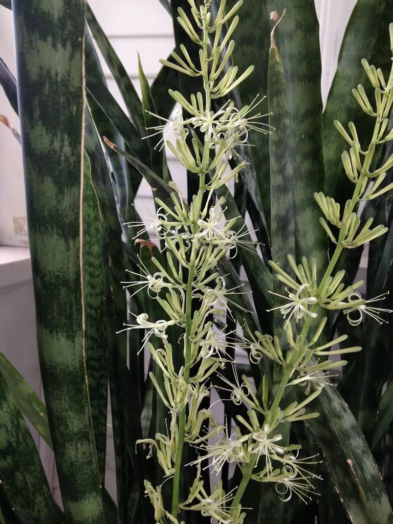 没想到作为观叶植物养护的虎皮兰开花了，花朵有强烈的气味