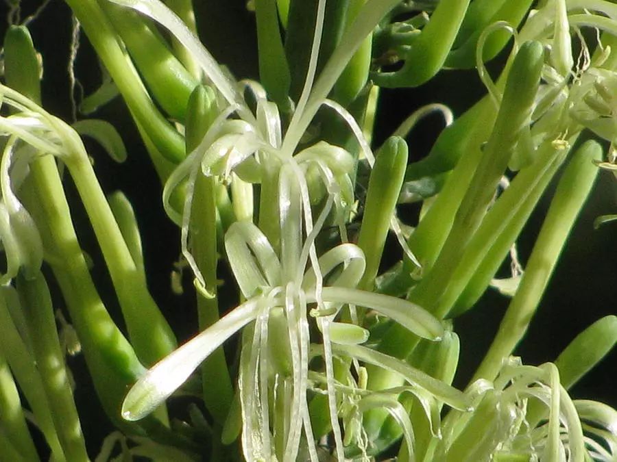 没想到作为观叶植物养护的虎皮兰开花了，花朵有强烈的气味