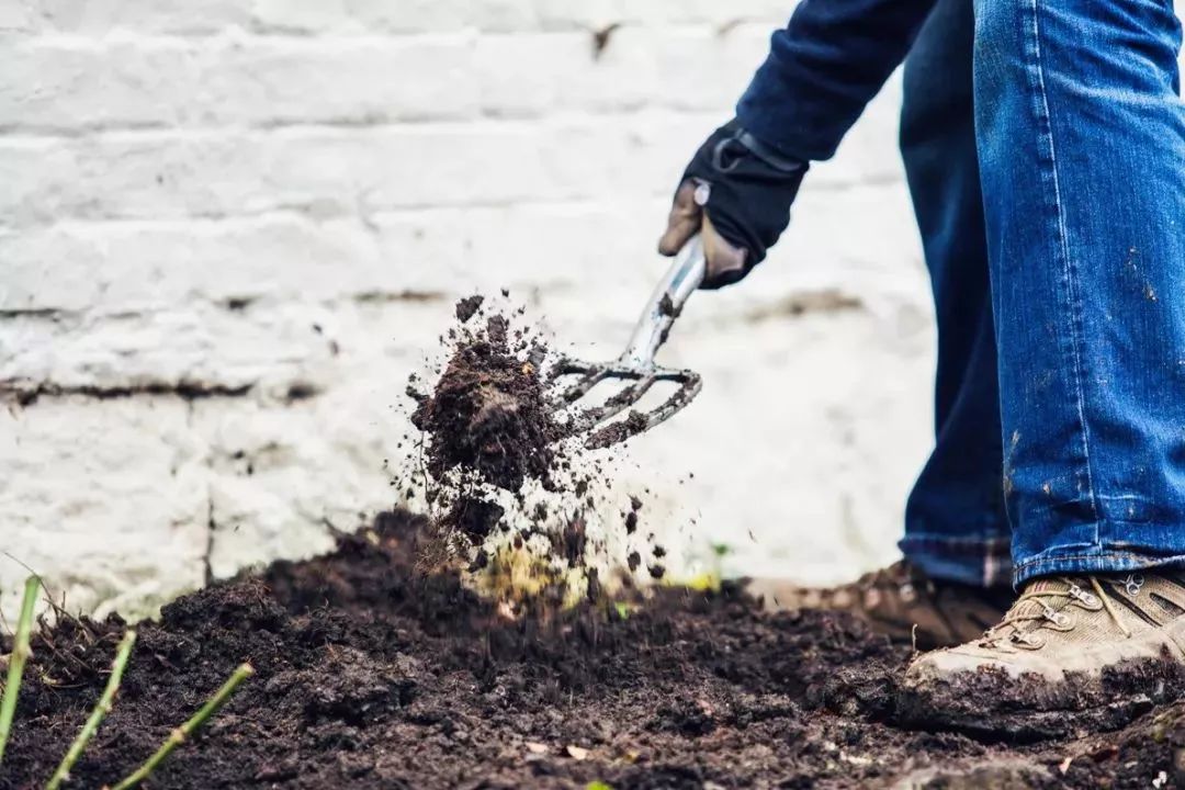 网上买来裸根月季用这些技巧养护，很容易就能恢复生长