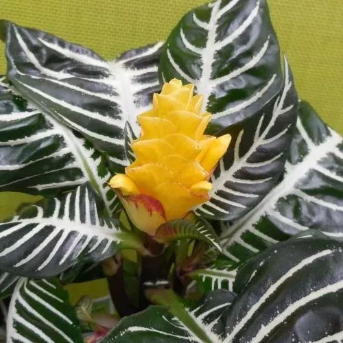 特别容易养护的银脉单药花，还能开出金黄色的花朵