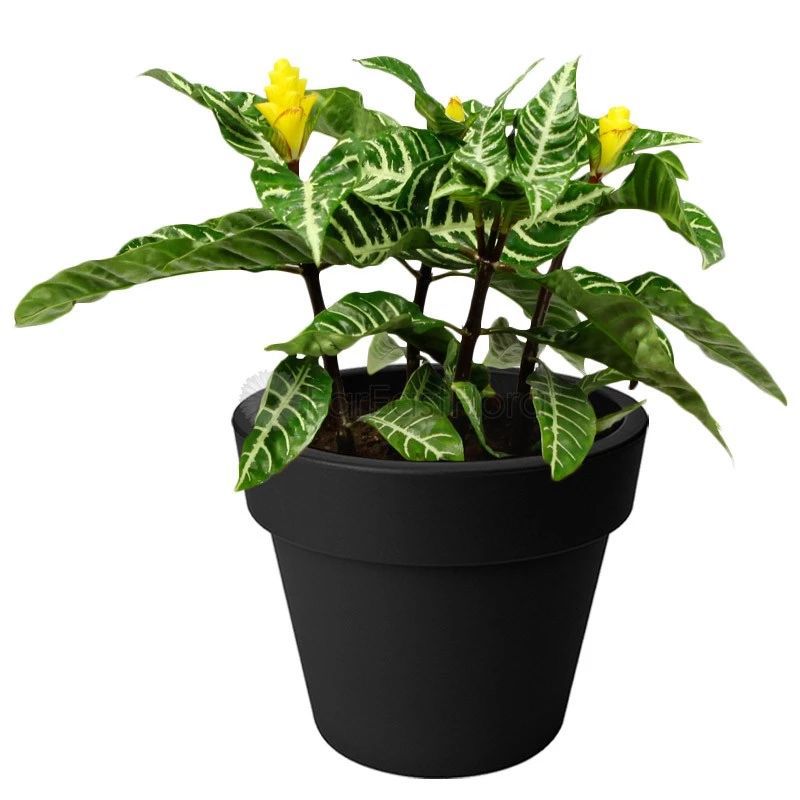 特别容易养护的银脉单药花，还能开出金黄色的花朵