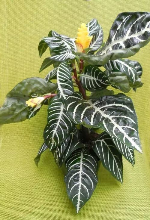 特别容易养护的银脉单药花，还能开出金黄色的花朵