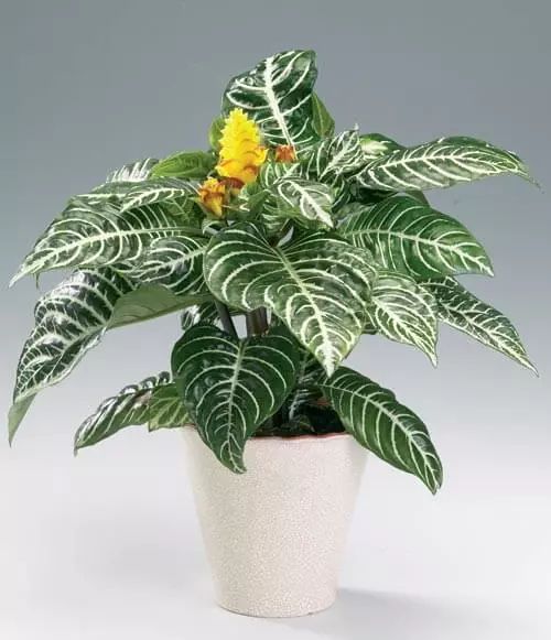 特别容易养护的银脉单药花，还能开出金黄色的花朵