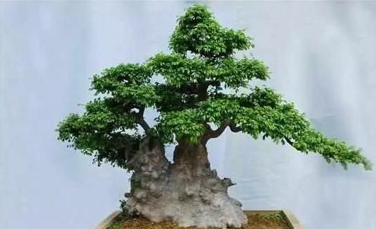 微盆盆景的制作与养护-榆树盆景