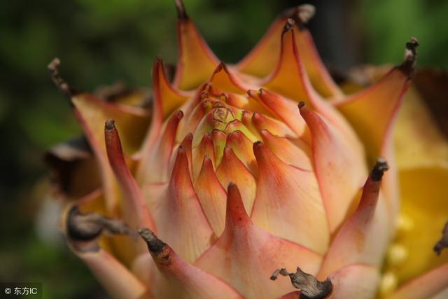 地涌金莲作为佛教之花，它的花语是什么，该如何养护和栽培