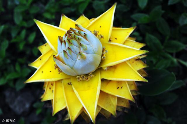 地涌金莲作为佛教之花，它的花语是什么，该如何养护和栽培