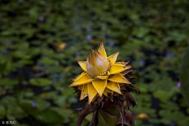 地涌金莲作为佛教之花，它的花语是什么，该如何养护和栽培