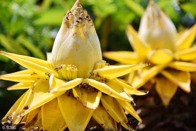 地涌金莲作为佛教之花，它的花语是什么，该如何养护和栽培