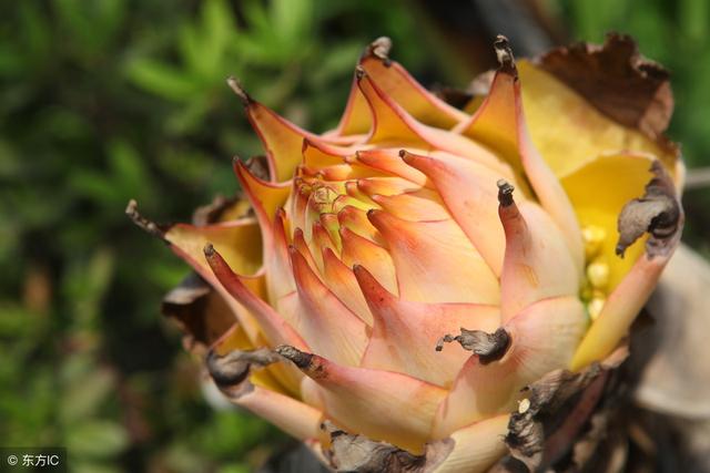 地涌金莲作为佛教之花，它的花语是什么，该如何养护和栽培