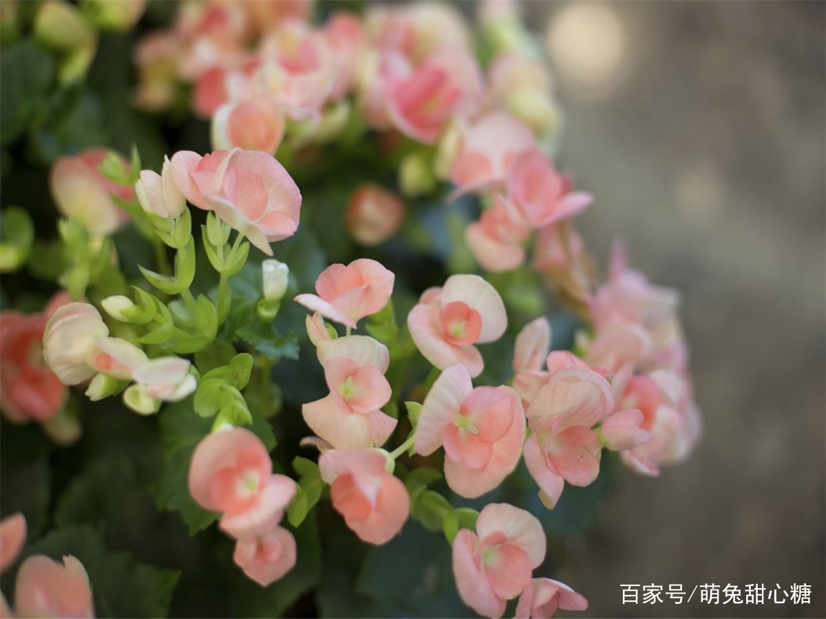 海棠花怎么用盆栽养护？海棠花盆栽养护过程中需要掌握哪几步？