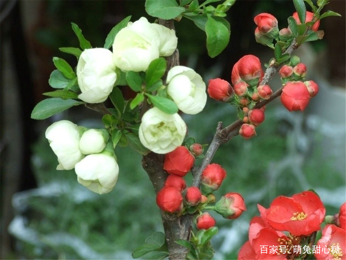 海棠花怎么用盆栽养护？海棠花盆栽养护过程中需要掌握哪几步？