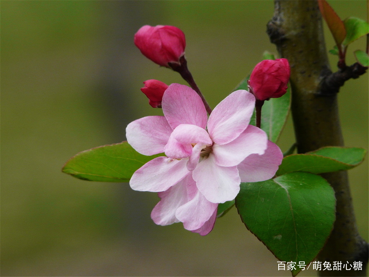 海棠花怎么用盆栽养护？海棠花盆栽养护过程中需要掌握哪几步？