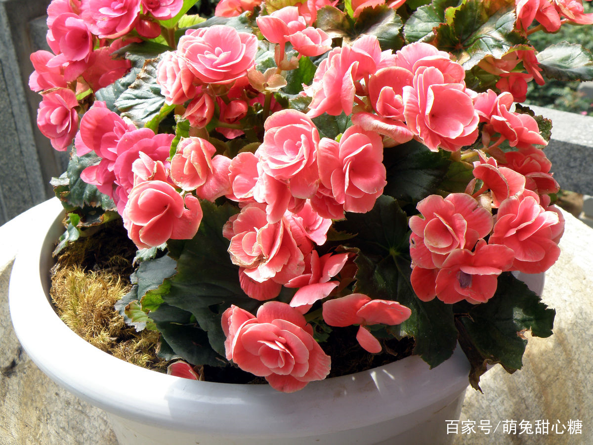 海棠花怎么用盆栽养护？海棠花盆栽养护过程中需要掌握哪几步？