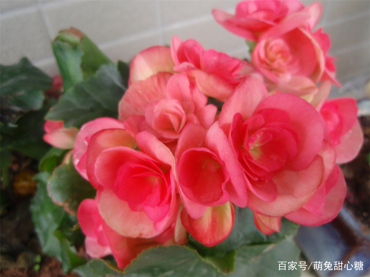 海棠花怎么用盆栽养护？海棠花盆栽养护过程中需要掌握哪几步？