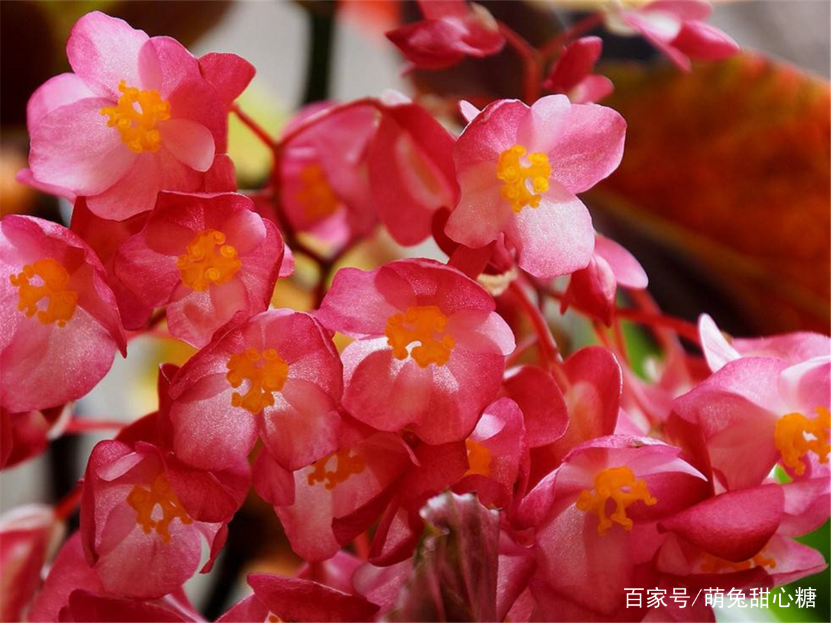 海棠花怎么用盆栽养护？海棠花盆栽养护过程中需要掌握哪几步？