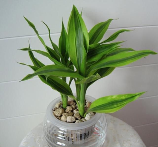 5种具有富贵寓意的盆栽，很好养护，叶子常绿根储水