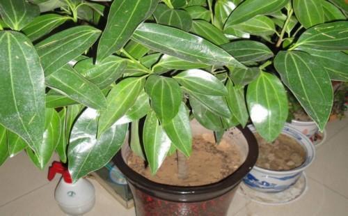 5种具有富贵寓意的盆栽，很好养护，叶子常绿根储水