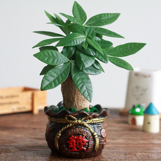 5种具有富贵寓意的盆栽，很好养护，叶子常绿根储水