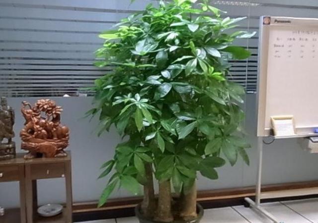 5种具有富贵寓意的盆栽，很好养护，叶子常绿根储水