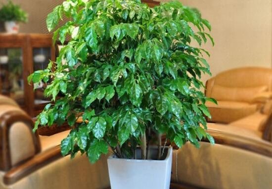 5种具有富贵寓意的盆栽，很好养护，叶子常绿根储水