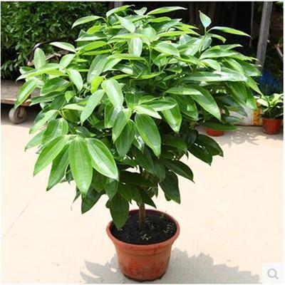 5种具有富贵寓意的盆栽，很好养护，叶子常绿根储水