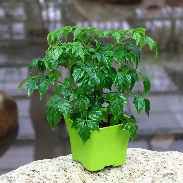 5种具有富贵寓意的盆栽，很好养护，叶子常绿根储水