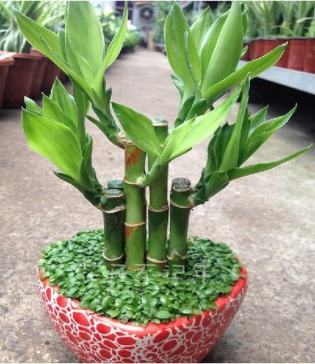 5种具有富贵寓意的盆栽，很好养护，叶子常绿根储水