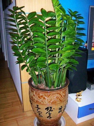 5种具有富贵寓意的盆栽，很好养护，叶子常绿根储水