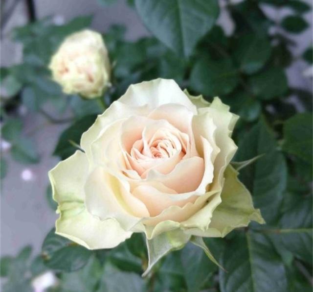 冬季，教你3个月季养护“小技巧”，月季不冻伤长得旺